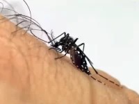 Mogi Mirim registra 24 casos positivos de dengue no primeiro mês de 2026