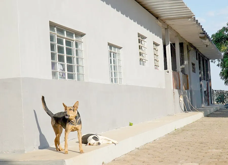 Antiga Zoonoses de Mogi Guaçu passa a atender pets abandonados