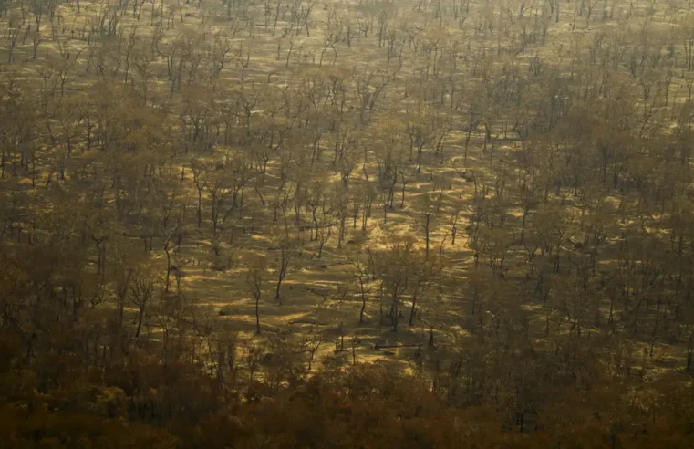 Incêndios e seca na Amazônia e no Pantanal batem marcas históricas