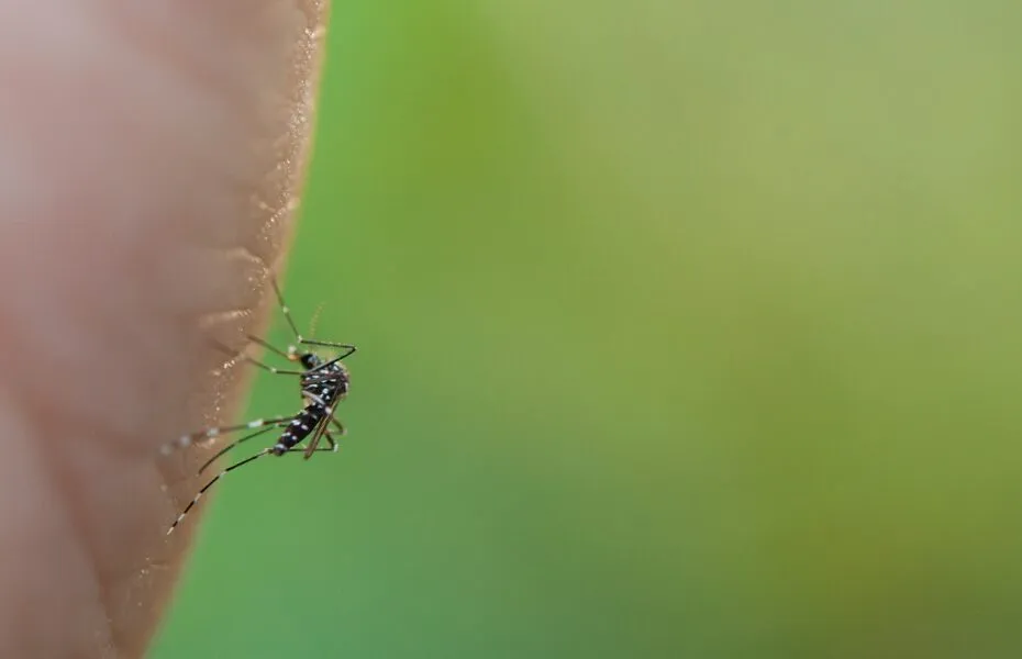 Dengue: circulação de sorotipos 3 e 4 mantêm alerta, informa Butantan