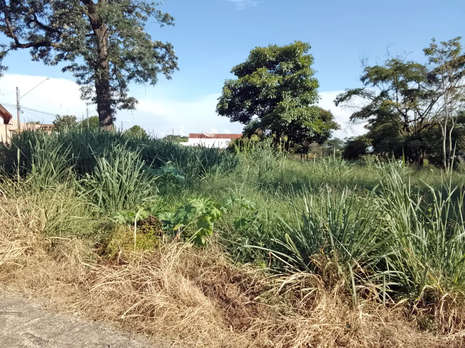 Mato alto por Mogi Mirim gera queixas da população