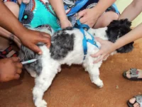 Mogi Mirim anuncia vacinação antirrábica para o dia 14 de março