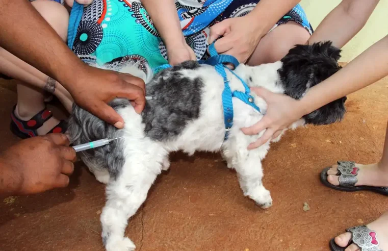 Mogi Mirim terá vacinação antirrábica de cães e gatos, neste sábado