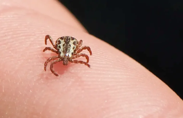 Mogi Mirim confirma morte por febre maculosa e reforça alertas