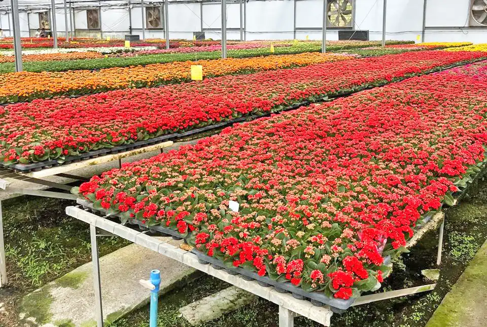 Setor de flores prevê alta de 7% nas vendas no Dia de Finados