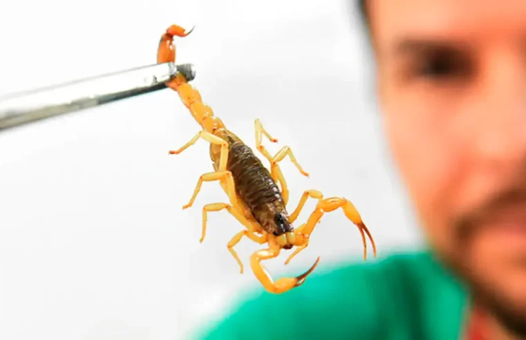 Clima quente e chuvas aumentam o aparecimento de escorpiões