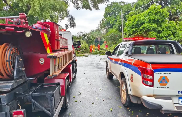 Temporal provoca queda de árvores e alagamentos em Martim Francisco