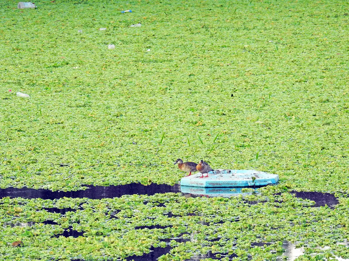 Cartão-postal de Mogi Mirim, Zerão acumula problemas