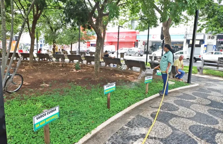 Mogi Mirim revitaliza Praça Rui Barbosa com mais de duas mil mudas de plantas