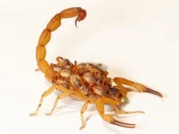 Mogi Mirim registrou 39 acidentes com escorpiões nos primeiros três meses do ano