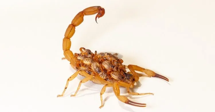 Mogi Mirim registrou mais de 200 acidentes com escorpiões em 2025