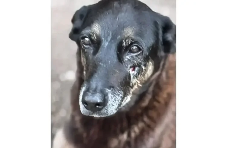 Caso Orelha: o que se sabe até agora sobre a morte do cão em SC