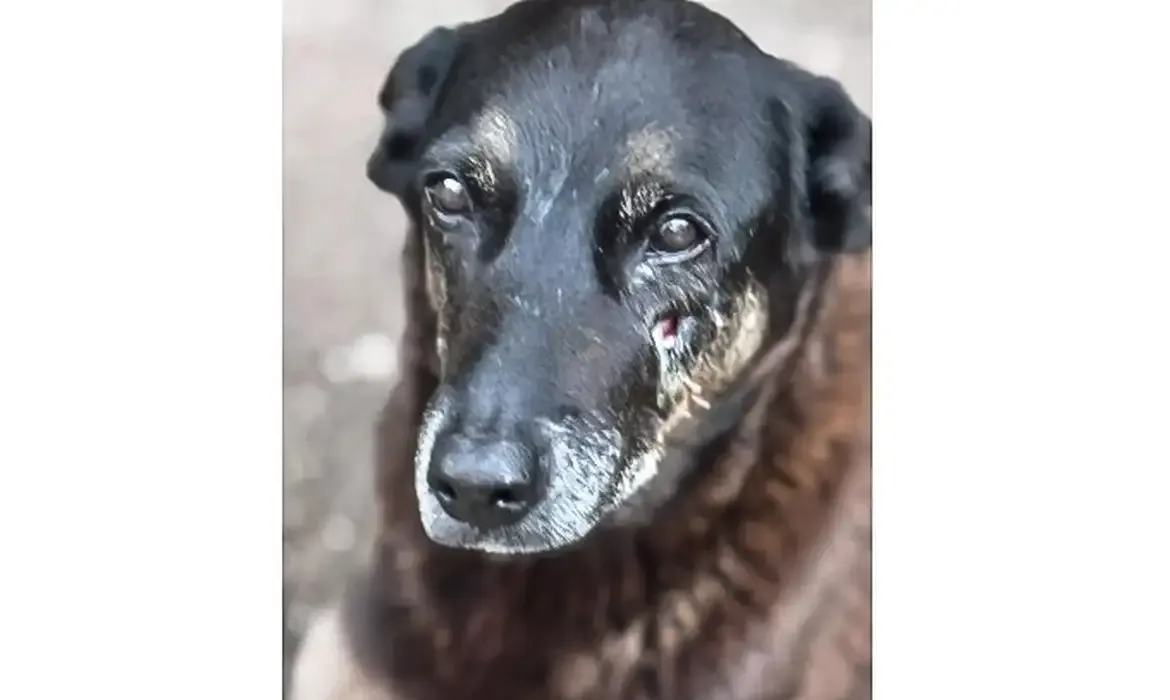 Caso Orelha: o que se sabe até agora sobre a morte do cão em SC