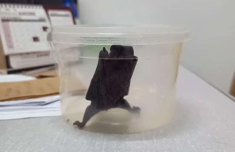 Itapira confirma mais um caso de raiva animal e alerta para vacinação de pets