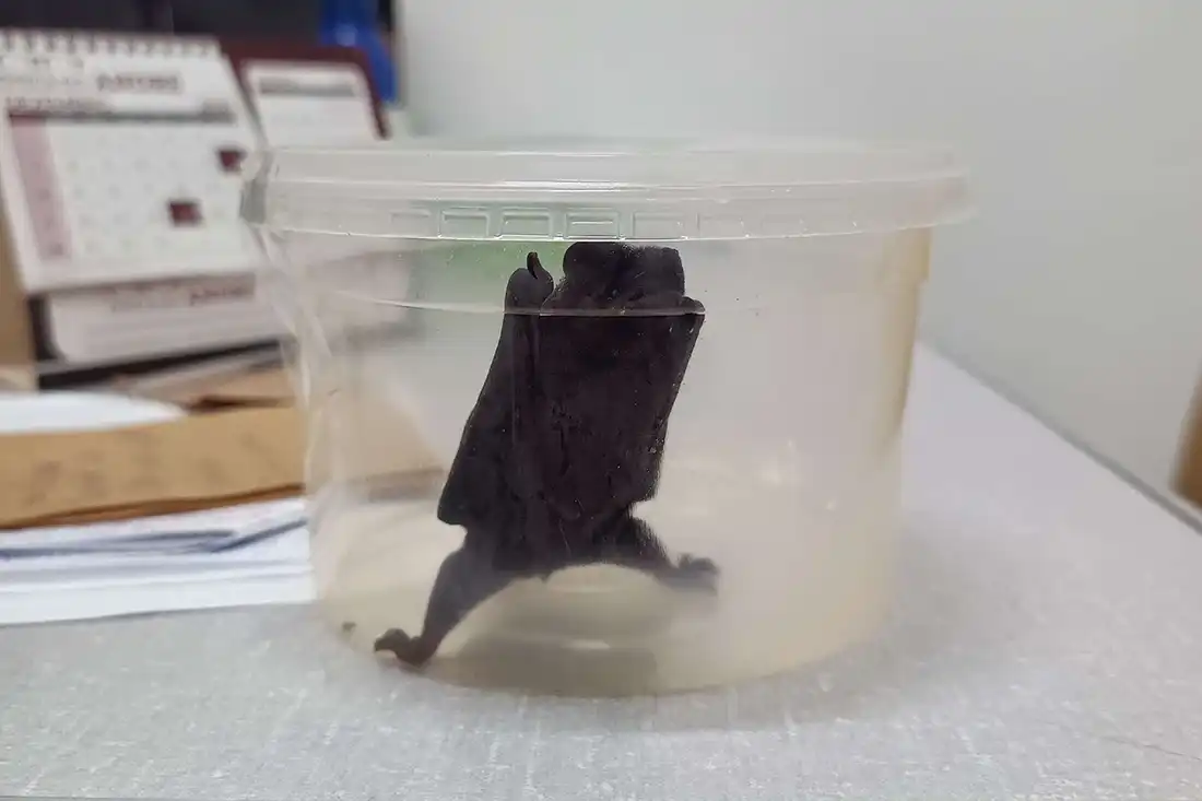 Itapira confirma mais um caso de raiva animal e alerta para vacinação de pets