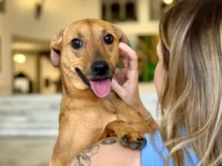 Lei estadual autoriza sepultamento de cães e gatos em jazigos familiares