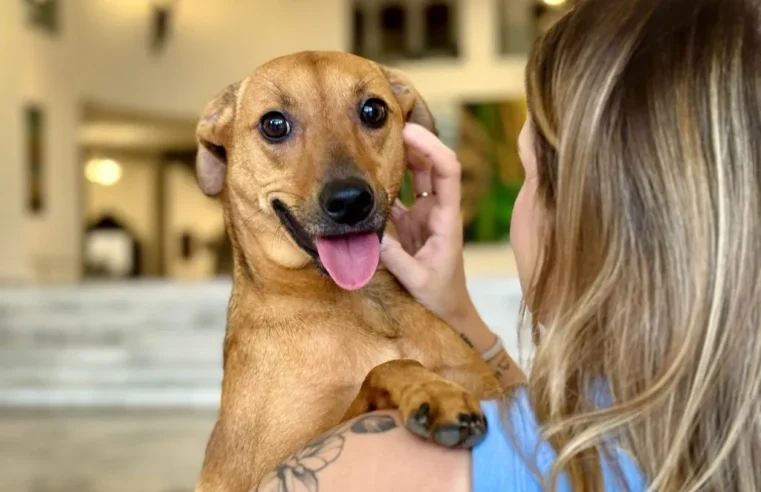 Lei estadual autoriza sepultamento de cães e gatos em jazigos familiares