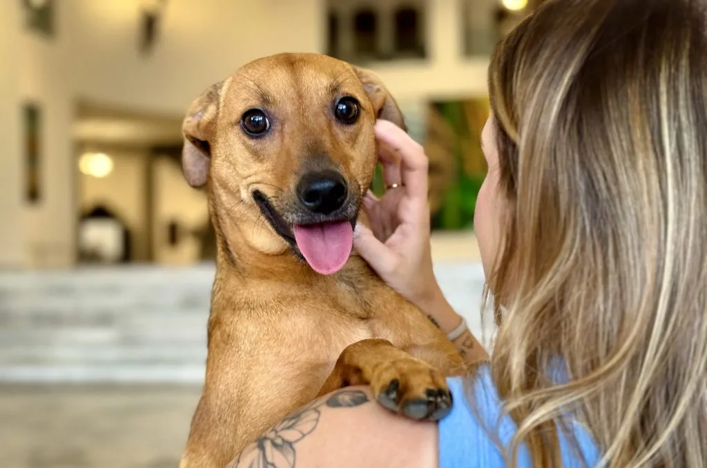 Lei estadual autoriza sepultamento de cães e gatos em jazigos familiares