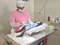 Castração gratuita: últimas vagas para cães e gatos machos em Mogi Guaçu