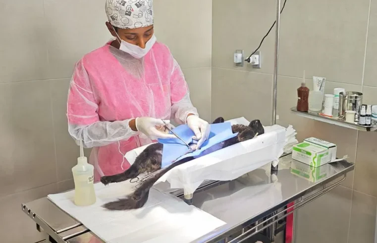 Castração gratuita: últimas vagas para cães e gatos machos em Mogi Guaçu