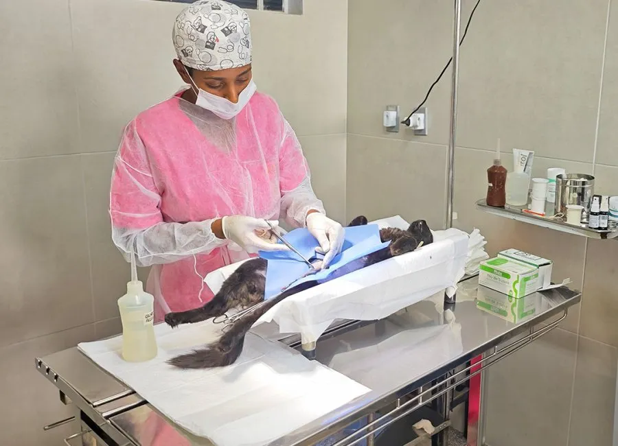 Castração gratuita: últimas vagas para cães e gatos machos em Mogi Guaçu