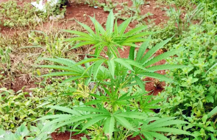 PM apreende pés de maconha em cultivo caseiro em Santo Antônio de Posse