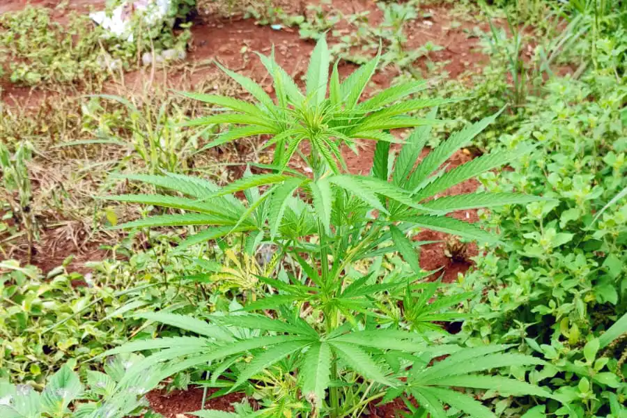 PM apreende pés de maconha em cultivo caseiro em Santo Antônio de Posse