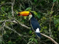 Prefeitura de Mogi Mirim e Associação Mata Ciliar devolvem animais ao meio ambiente