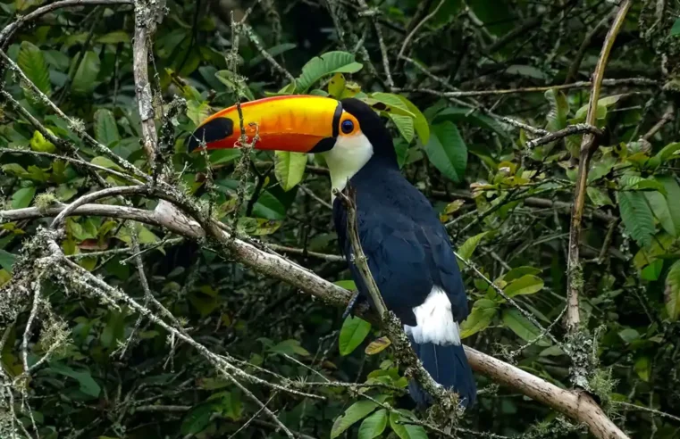 Prefeitura de Mogi Mirim e Associação Mata Ciliar devolvem animais ao meio ambiente