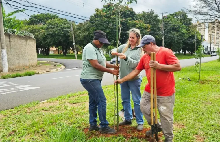 Prefeitura de Mogi Mirim leva arborização urbana para avenidas da cidade