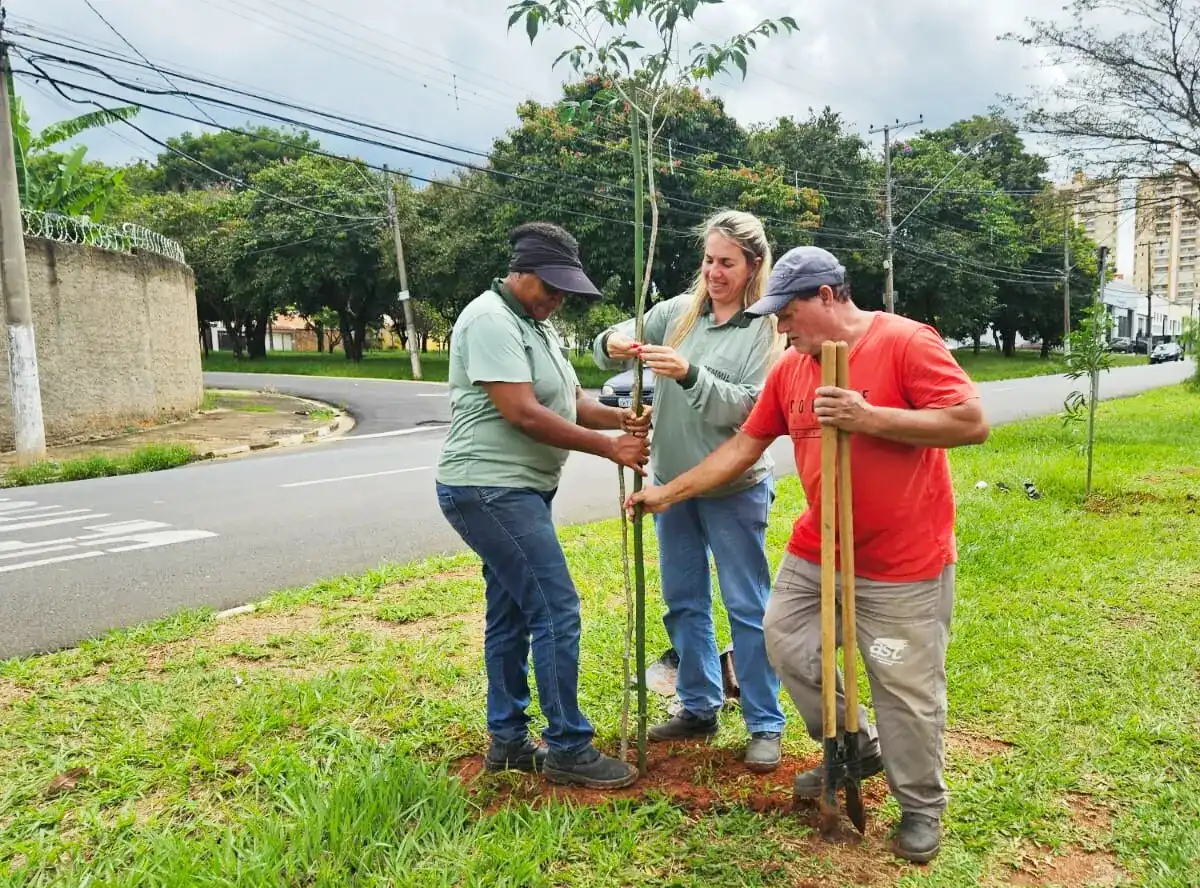 Prefeitura de Mogi Mirim leva arborização urbana para avenidas da cidade