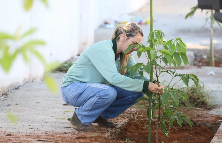 Arborização urbana em Mogi Mirim terá impulso com novos plantios de mudas