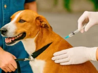 Vacinação antirrábica gratuita é oferecida durante todo o ano em Mogi Guaçu