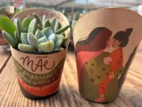 Dia das Mães movimenta 18% das vendas anuais de flores e plantas ornamentais