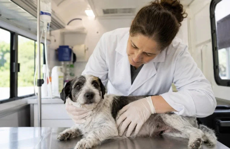 Em parceria com governo federal, Itapira terá até 1,5 mil castrações gratuitas de animais