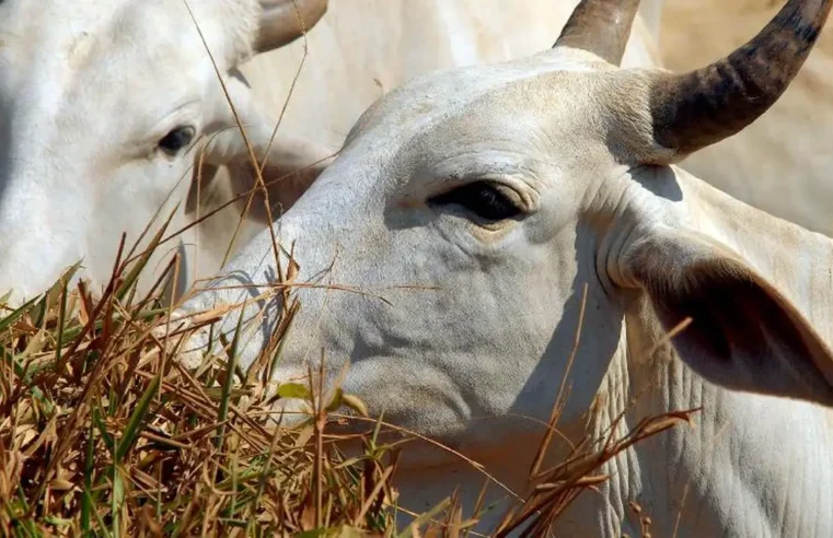 União Europeia veta compra de carne brasileira a partir de setembro