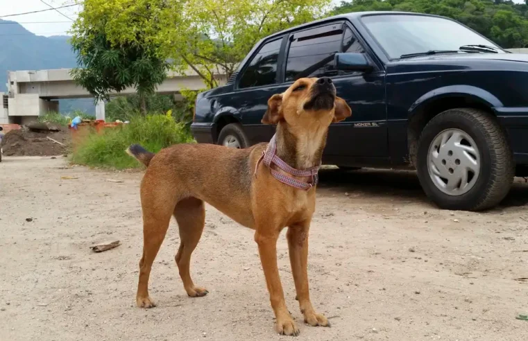 Governo de SP endurece punições para maus-tratos a animais e multas podem chegar a R$ 50 mil