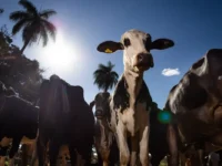 União Europeia oficializa veto à carne brasileira a partir de setembro