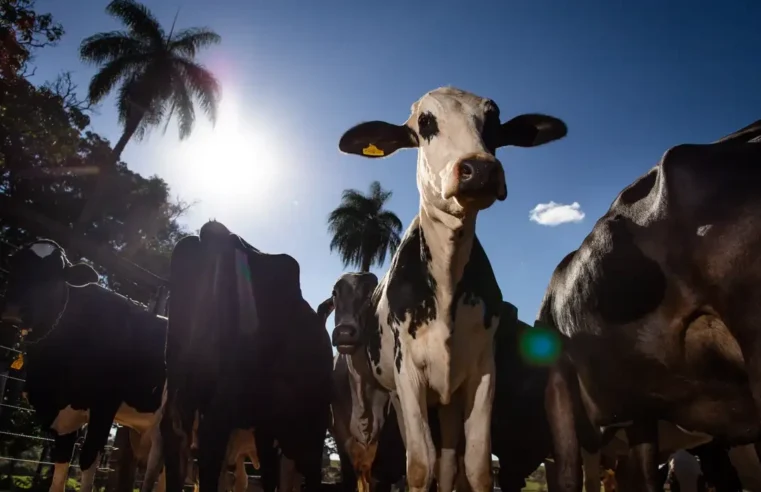 União Europeia oficializa veto à carne brasileira a partir de setembro