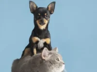 Como cuidar dos pets em períodos de tempo seco