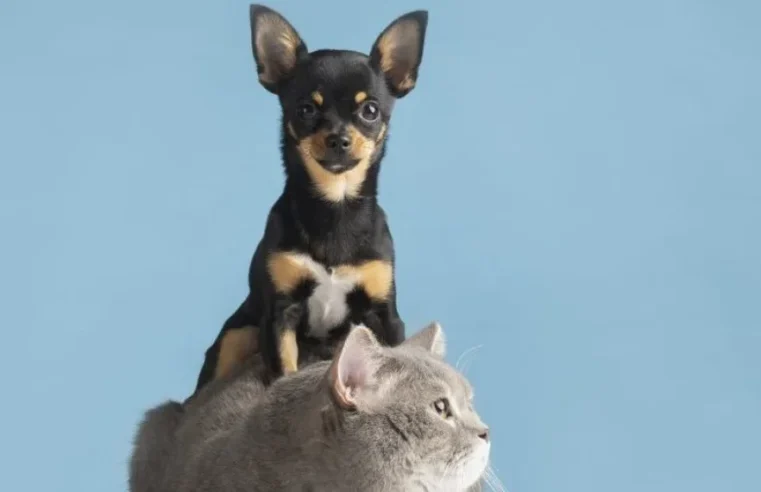 Como cuidar dos pets em períodos de tempo seco