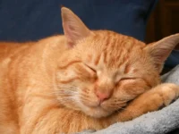 Cães e gatos também sofrem com o frio: veja cuidados