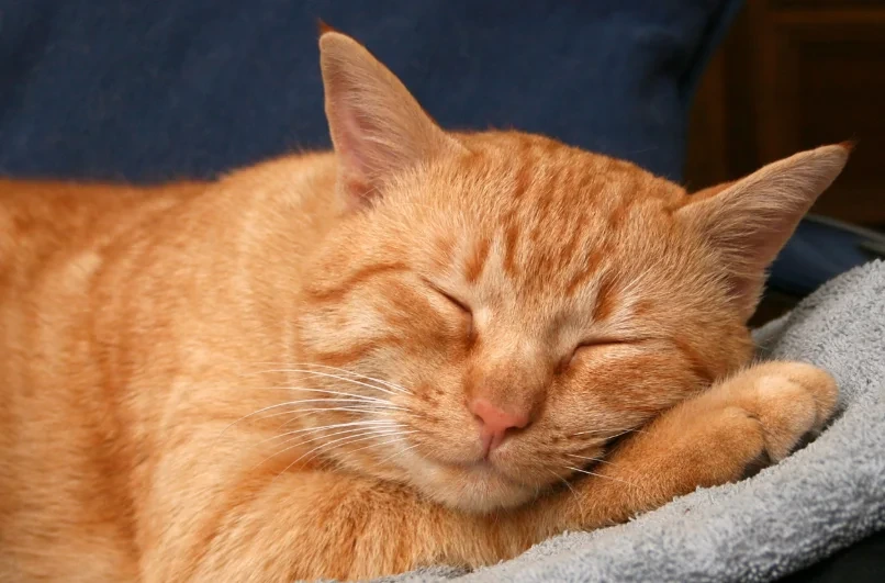 Cães e gatos também sofrem com o frio: veja cuidados