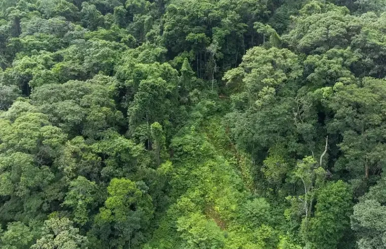 Fundação Florestal recebe inscrições de concurso público para 68 vagas
