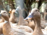 Brasil veta produtos por alimentação forçada de animais, como foie gras