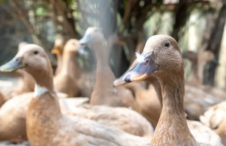 Brasil veta produtos por alimentação forçada de animais, como foie gras