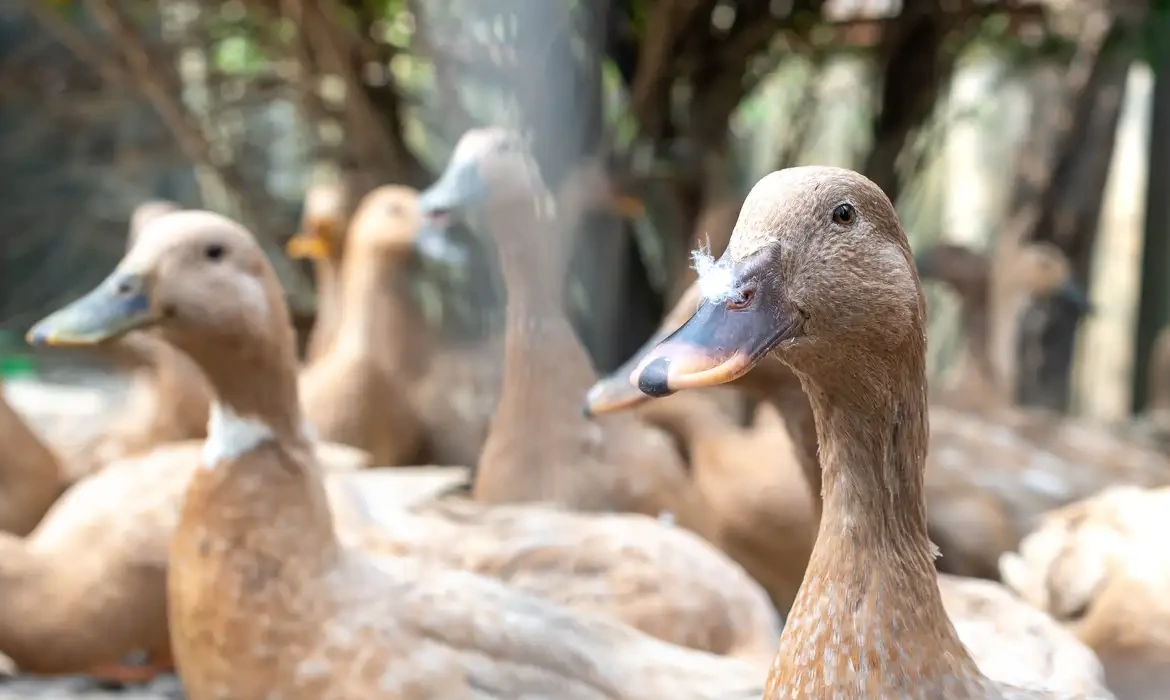 País veta produtos por alimentação forçada de animais, como foie gras