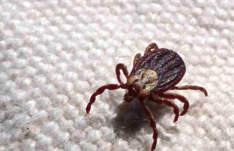 SP registra 18 mortes por febre maculosa em 19 casos confirmados