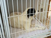 Mogi Guaçu ultrapassa 10 mil castrações de cães e gatos em cinco anos