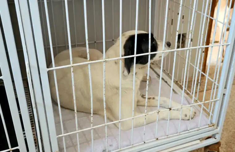 Mogi Guaçu ultrapassa 10 mil castrações de cães e gatos em cinco anos